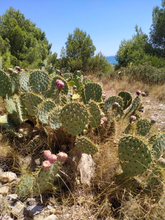 Les Salins A Sete Proche Plages エクステリア 写真